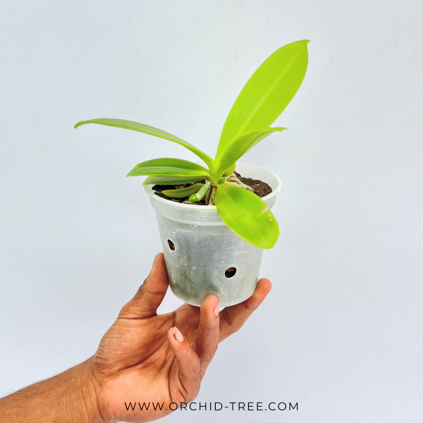 Phalaenopsis cornu-cervi 'Red' sp. Orchid Plant -BS