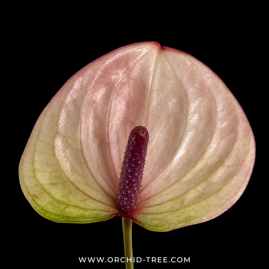 Anthurium Purple - FF