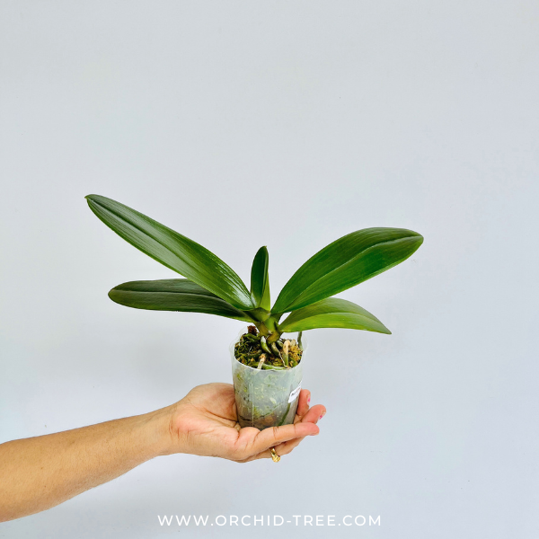 Phalaenopsis Fuller's Gold Princess Orchid Plant - FF