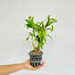 Dendrobium Chantaboon Sunrise Orchid Plant - BS