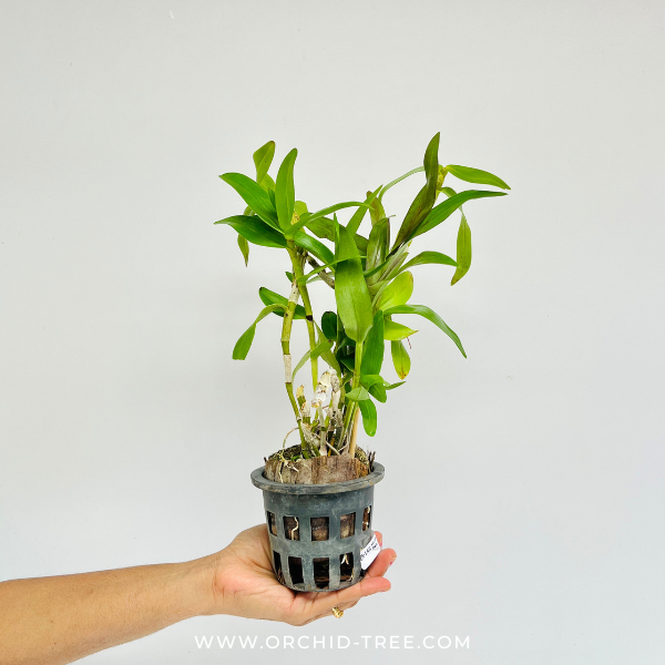 Dendrobium Chantaboon Sunrise Orchid Plant - BS