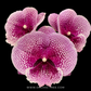 Phalaenopsis Tying Shin Challenger Orchid Plant - FF - Buy Orchids Plants Online by Orchid-Tree.com