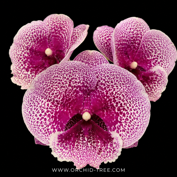 Phalaenopsis Tying Shin Challenger Orchid Plant - FF - Buy Orchids Plants Online by Orchid-Tree.com