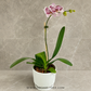Timeless Love | Phalaenopsis Orchid Gift