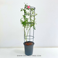Creeper Pink Rose With Trellis