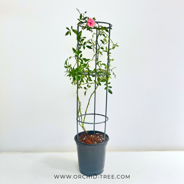Creeper Pink Rose With Trellis
