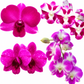 Beginner Orchid Kit With Plastic Pot - BS