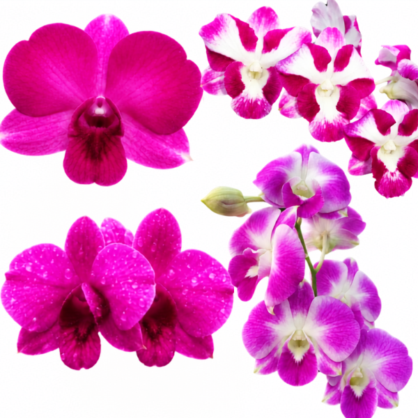 Beginner Orchid Kit With Plastic Pot - BS
