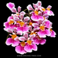 Rodrumnia Jairak Venus 'Sweet Pink' Orchid Plant - BS