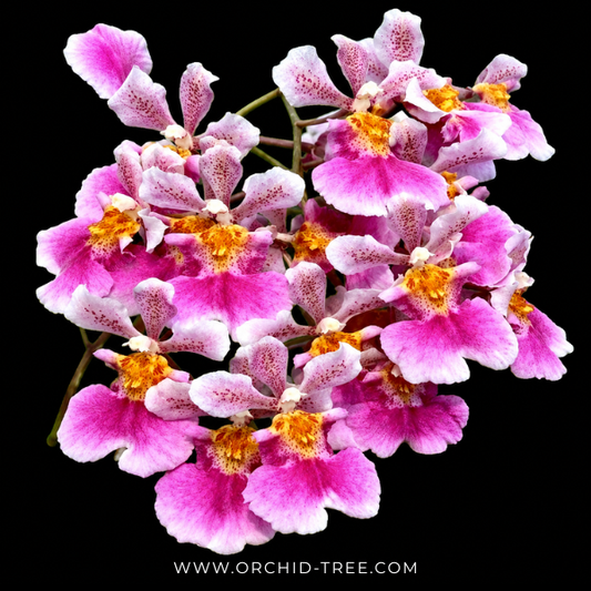 Rodrumnia Jairak Venus 'Sweet Pink' Orchid Plant - BS - Buy Orchids Plants Online by Orchid-Tree.com