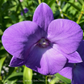 Dendrobium Tubtim Blue Orchid Plant - BS - Buy Orchids Plants Online by Orchid-Tree.com