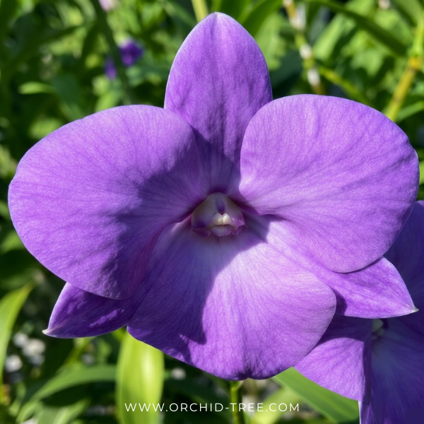 Dendrobium Tubtim Blue Orchid Plant - BS - Buy Orchids Plants Online by Orchid-Tree.com