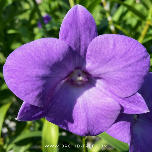 Dendrobium Tubtim Blue Orchid Plant - BS - Buy Orchids Plants Online by Orchid-Tree.com