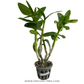 Beginner Orchid Kit With Terracotta Pot - BS
