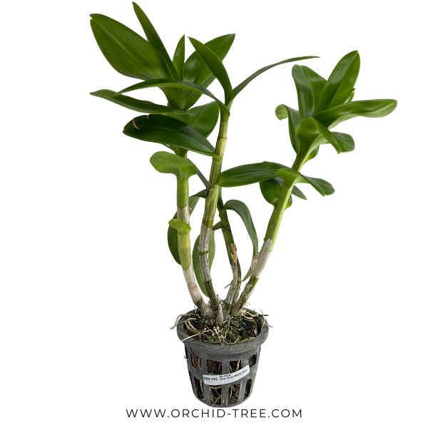 Beginner Orchid Kit With Terracotta Pot - BS