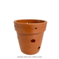 Beginner Orchid Kit With Terracotta Pot - BS