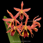 Cattleya (Ctt.) Taiwan Sunset "Yuan Dung" Orchid Plant - BS - Buy Orchids Plants Online by Orchid-Tree.com