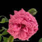 Creeper Pink Rose With Trellis