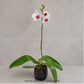 Pure Love Blossom | Single White Phalaenopsis Orchid Display