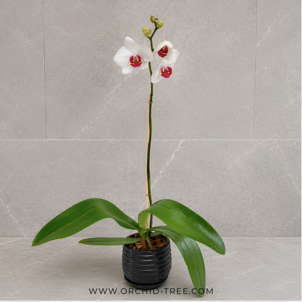Pure Love Blossom | Single White Phalaenopsis Orchid Display