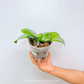 Phalaenopsis Sogo Pony Orchid Plant - FF