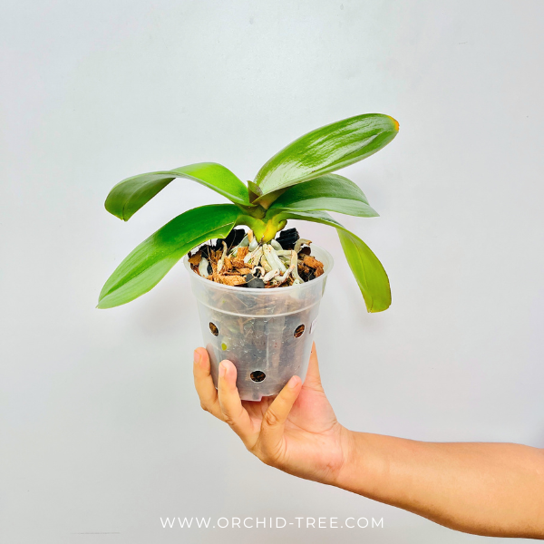 Phalaenopsis Yellow Focus Orchid Plant - FF(Emerging Spike)
