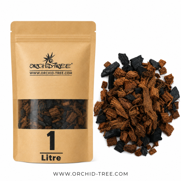 Beginner Orchid Kit With Plastic Pot - BS - Buy Orchids Plants Online by Orchid-Tree.com