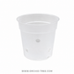 Beginner Orchid Kit With Plastic Pot - BS - Buy Orchids Plants Online by Orchid-Tree.com
