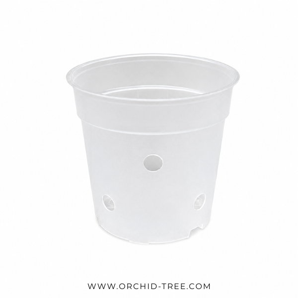 Beginner Orchid Kit With Plastic Pot - BS - Buy Orchids Plants Online by Orchid-Tree.com