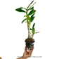 Dendrobium Suwan Peach Orchid Plant - FF - Buy Orchids Plants Online by Orchid-Tree.com