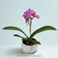 The Blushing Symphony | Phalaenopsis Orchid Gift