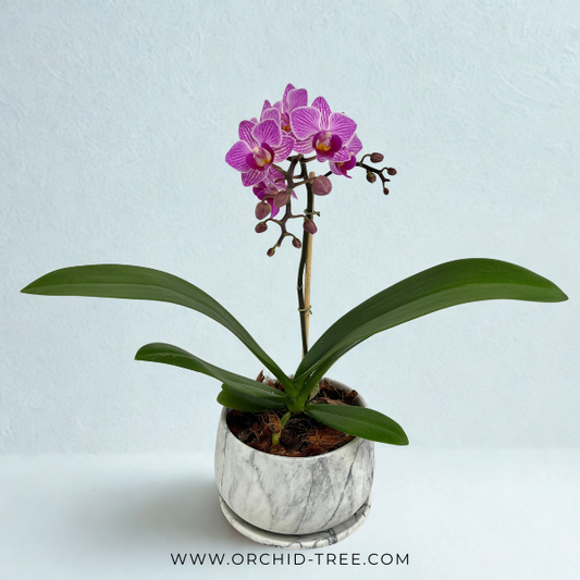 The Blushing Symphony | Phalaenopsis Orchid Gift