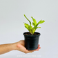 Oncidium Kutoo Little Cherry Orchid Plant - NBS