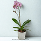 Lavender mist | Phalaenopsis Orchid Gift