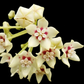 Hoya Australis