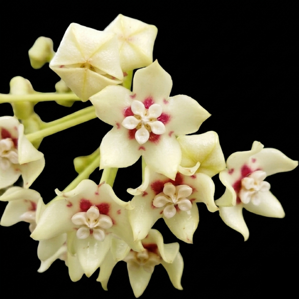 Hoya Australis