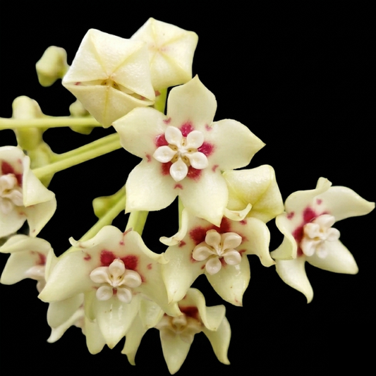 Hoya Australis