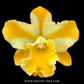 Cattleya River Kwai Bridge Orchid Plant - BS - Buy Orchids Plants Online by Orchid-Tree.com