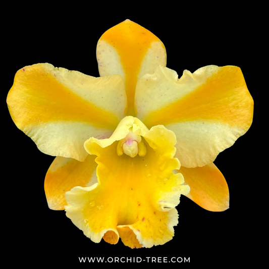 Cattleya River Kwai Bridge Orchid Plant - BS - Buy Orchids Plants Online by Orchid-Tree.com