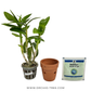 Beginner Orchid Kit With Terracotta Pot - BS
