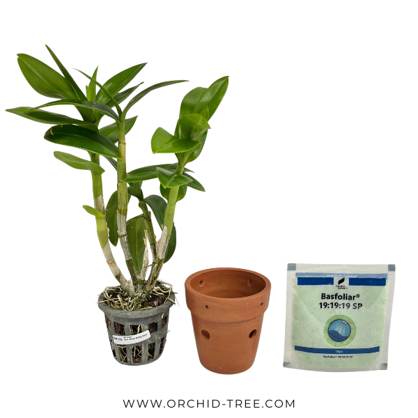 Beginner Orchid Kit With Terracotta Pot - BS