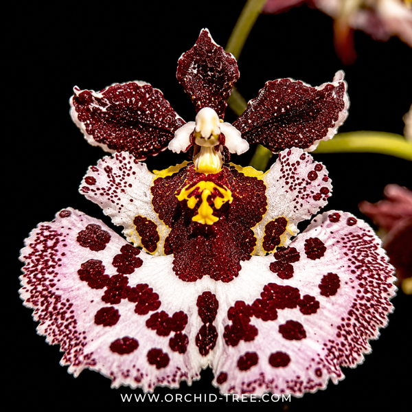 Tolumnia Jairak Flyer 'Giraffe' Orchid Plant - BS