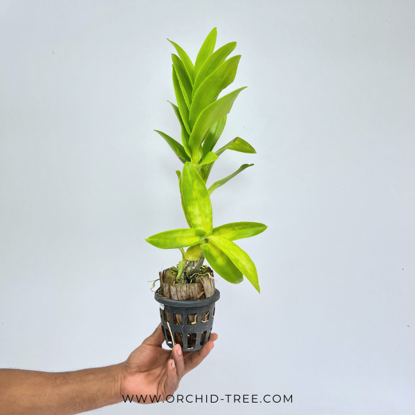 Dendrobium Ceasar EG Orchid Plant - BS