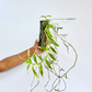 Dendrobium aphyllum variegated sp. - BS