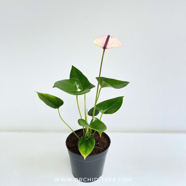 anthurium and orchid Anthurium Purple