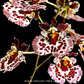 Tolumnia Jairak Flyer 'Giraffe' Orchid Plant - BS