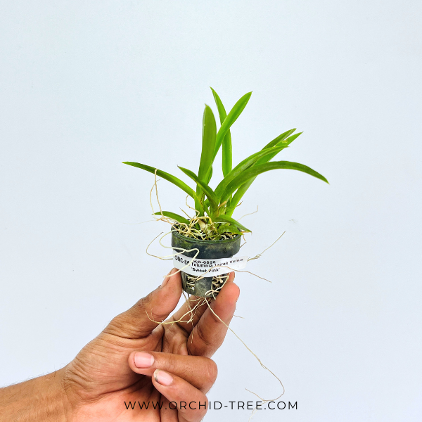 Rodrumnia Jairak Venus 'Sweet Pink' Orchid Plant - BS