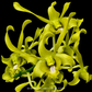 Dendrobium Ceasar EG Orchid Plant - BS - Buy Orchids Plants Online by Orchid-Tree.com