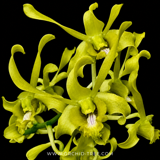 Dendrobium Ceasar EG Orchid Plant - BS - Buy Orchids Plants Online by Orchid-Tree.com