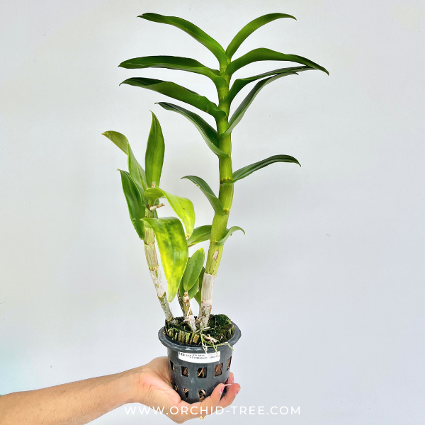 Dendrobium Ladda Red Orchid Plant - FF